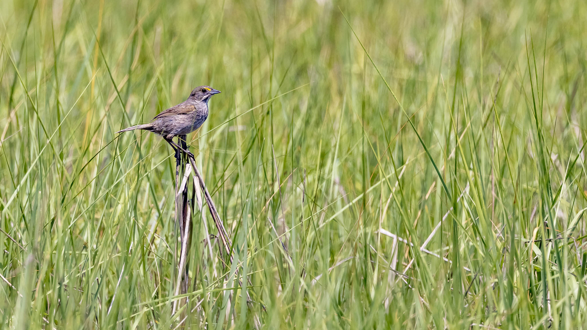 Seaside Sparrow - Finding a Perch